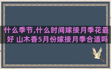 什么季节,什么时间嫁接月季花最好 山木香5月份嫁接月季合适吗